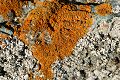 Lichen on serpentine rock