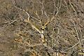 Lichen covered branches