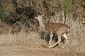 Black tailed deer (Odocoileus hemionus columbianus)