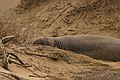 Northern Elephant Seals, Ao Nuevo
