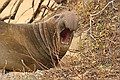 Northern Elephant Seal - immature male
