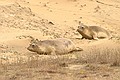 Yearling Northern Elephant Seals