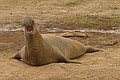 Northern Elephant Seal - young bull