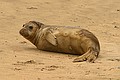 Yearling Northern Elephant Seal (injured)