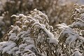 Snow covered grass