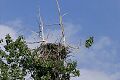 Bald Eagle nest, Oxbow Bend