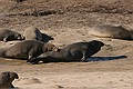 Northern Elephant Seals (Mirounga angustirostris) - older male chasing away younger male