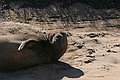 Curious Northern Elephant Seal (Mirounga angustirostris)