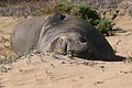 Sleeping Northern Elephant Seal (Mirounga angustirostris)
