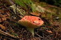 Mushroom - Big Basin State Park