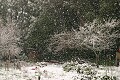 Snowing in Bonny Doon