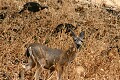 Blak-tailed Deer (Odocoileus hemionus ssp. columbianus) and Wild Turkey