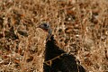 Wild Turkey (Meleagris gallopavo)