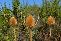 Dried thistle