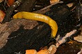 Pacific Banana Slug (Ariolimax columbianus)