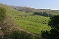 Cattle at the base of Mission Peak