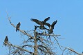 Turkey vultures (Cathartes aura)