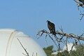Turkey vulture and Shane Dome