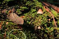 Mushroom - Portola Redwoods State Park