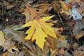 Fallen leaf - Portola Redwoods State Park