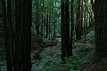 Canyon Trail - Butano Redwoods State Park
