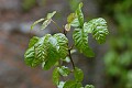 Poison Oak (Toxicodendron diversiloba)