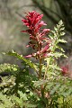 Indian Warrior (Pedicularis densiflora)