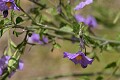 Purple Nightshade (Solanum xanti)