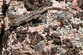 Western Fence Lizard (Sceloporus occidentalis)
