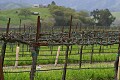 Vineyard - Paicines, California