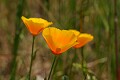 California poppies (Eschscholzia californica) 