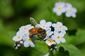Honeybee (Apis Mellifera)