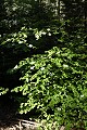 Mountain Dogwood (Cornus nuttallii)