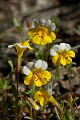 Yellow And White Monkeyflower (Mimulus bicolor)