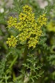 Spring Gold (Lomatium utriculatum)