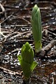 Corn Lily (Veratrum californicum var. californicum)