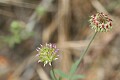 Longstalk Clover (Trifolium longipes var. nevadense)