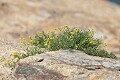 Sierran Biscuitroot (Lomatium torreyi)