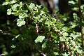Sierra Gooseberry (Ribes roezlii)