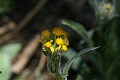 Arrowhead Butterweed (Senecio pauciflous)