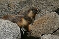 Yellowbelly Marmot (Marmota flaviventris)