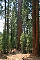 General Sherman Tree - Giant Sequoia (Sequoiadendron giganteum)