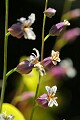 Mountain Jewelflower (Streptanthus tortuosus)