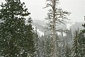 View toward the ski area - Sierra-At-Tahoe 