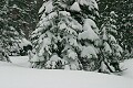 Fresh snow on trees - Sierra-At-Tahoe