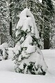 Fresh snow on trees - Sierra-At-Tahoe 