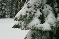 Fresh snow on trees - Sierra-At-Tahoe