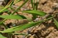 Pacific Forktail (Ischnura cervula) - female