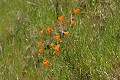 California poppy (Eschscholzia californica) 