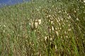 Rattlesnake Grass (Briza maxima)